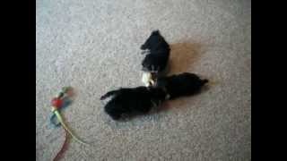 Parti Morkie Puppies For Sale [upl. by Mady]