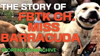 THE STORY OF FBTK CH MISS BARRACUDA ROM AFRICA dogtalk sportingdogs gamedog apbthistory dog [upl. by Nuajed602]