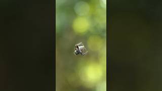 Jumping Spider shakes while dangling on silk thread [upl. by Htezil]