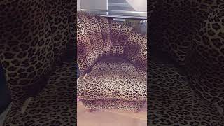 haul leopard shorts viralvideo [upl. by Nimzay]