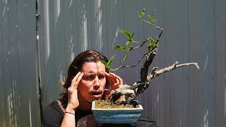 Transforming Two Buttonwood Bonsai [upl. by Spracklen]