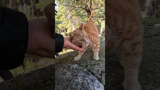 Cute squinty eyed cat started kneading when I petted it shorts [upl. by Magdala]