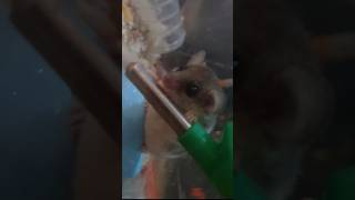 New pets Dormouse [upl. by Heyward]