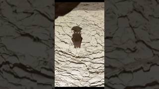 Tricolor Bat Hanging Out at Longhorn Cavern State Park shorts bats cave nature burnet texas [upl. by Ymarej]