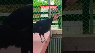 When A Turkey Is Confu shorts iAmEveryWhereytshortsvideo [upl. by Iene]