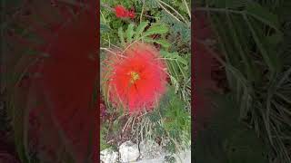 1292 calliandra fab flower [upl. by Appolonia]