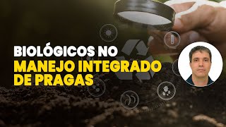 BIOLÓGICOS NO MANEJO INTEGRADO DE PRAGAS [upl. by Hilar]