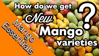 Mango Essentials  How are NEW mango varieties created [upl. by Ponce]