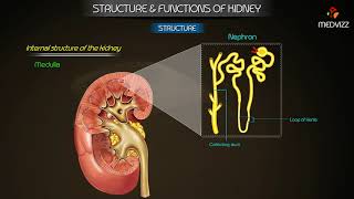 Overview of Structure amp Function of kidney  Physiology Medical animations [upl. by Karlens]