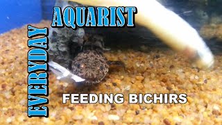 Feeding Bichir Fish [upl. by Alita]