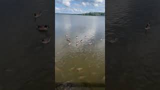 At the spill way in Pennsylvania lions vill carp spillway ducks geese [upl. by Adnawahs]