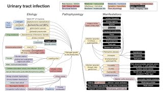 Urinary tract infection UTI mechanism of disease [upl. by Aniraz]