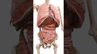 Human Internal organs 3D Animationhumanbody humanorgansystem humananatomy [upl. by Meras415]