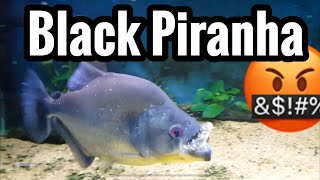 Rhom Black Piranha Feeding  Aquarium Care [upl. by Berck]