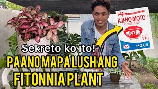 HOW TO TAKE CARE OF FITTONIA PLANT  COMPLETE CARE TIPS [upl. by Iiette417]