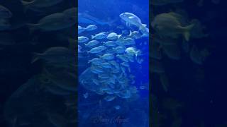 ONE GROUP OF PLENTY FISH shortvideo shorts fish [upl. by Anohsal]