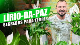 Dicas para o LÍRIODAPAZ FLORESCER  Descubra COMO CULTIVAR [upl. by Tam]