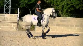 TOP ANDALUSIAN HORSE FOR DRESSAGE quotCARTUJANO DE IMPACIENTE IIquot PRE HORSE IN TRAINING [upl. by Uziel]