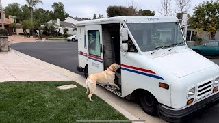 My Labrador Retriever Waits Patiently Everyday To See Our Mailwoman [upl. by Redwine122]