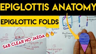 Epiglottis and epiglottic folds  aryepiglottic fold [upl. by Ttennaj]