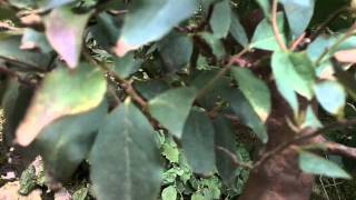 Stewartia leaf problem [upl. by Gere]