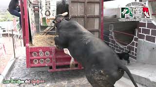 Un jaripeo de Aniversario en Santa Ana Tenancingo Rancho Las Cruces Revoluzion Dos Carnales etc [upl. by Oad915]