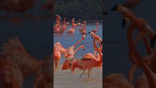 The Secret Life of Flamingos flamingofacts pinkflamingos flamingofeathers [upl. by Giraldo]