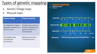 GENETIC MAPPING  LINKAGE MAP  CHROMOSOME MAP  PART1 [upl. by Kannry]