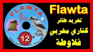 كناري فلاوطةCHANT DE CANARI FLAWTA CD [upl. by Christmann88]