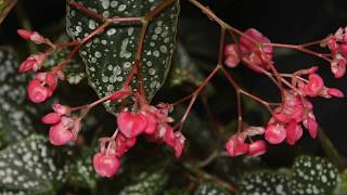 How To Tell The Difference Between Angel Wing and Dragon Wing Begonias 🌺  Trimming Begonias ✂ [upl. by Pauiie]