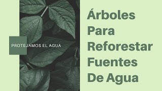 ÁRBOLES🌱 Para Reforestar Fuentes de AGUA💦 [upl. by Wauters]