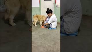 Golden retriever comforts sad and crying owner😭 [upl. by Phillip183]