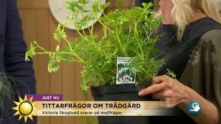 quotGuldvattenquot bra gödsel för skuggtåliga växter  Nyhetsmorgon TV4 [upl. by Myrle]