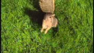 LeafGuard Gutters Commercial Squirrels Fight Back [upl. by Premer202]