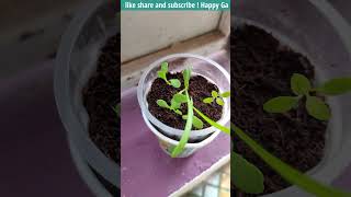 Gazania Flower Plant  How to Grow Gazanias gardeningwithRitz [upl. by Erb]