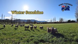 Setting Up The Lamb Shed  Feeding Out Shifting ewes and much more [upl. by Wat]