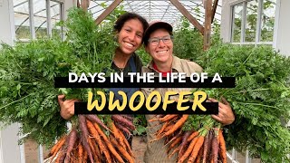 Days in the life of a WWOOFer  My WWOOFing experience [upl. by Silrak]