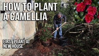 How to Plant a Camellia  First Plant at New House [upl. by Yeltrab885]