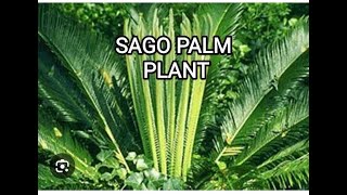 Sago Palm Plant  short  Overall Health Benefits [upl. by Carlota]