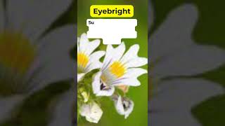 Eyebright Health Benefits Medicinal Herb Plant holistic medicinalplants herbalmedicine [upl. by Jehiel]