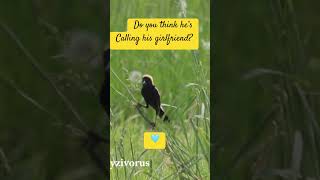 Bobolink Calks Birds2njoy [upl. by Eunice302]