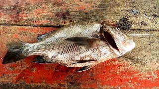 LUTJANUS RIVULATUS FISH  SRI LANKAN FISH CUTTING SKILL  කුරුවිලියා [upl. by Kimberly]