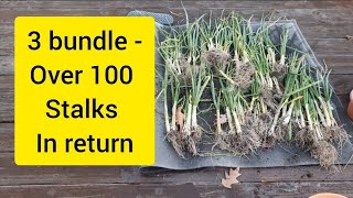 How to plant store bought fresh bunching onion viral youtube viralvideo garden onion vlog [upl. by Arvo897]