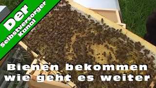 Bienen bekommen wie geht es weiter [upl. by Brunell302]