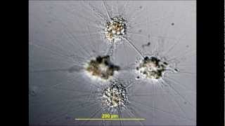 Cytoplasmic streaming of Raphidiophrys elegans along cytoplasmic tubes [upl. by Evadne]