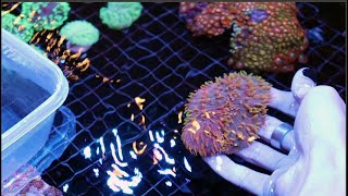 How to frag plate corals  Dr Dillon Tutorial [upl. by Wylde]