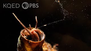 This Snail Goes Fishing With a Net Made of Slime  Deep Look [upl. by Ellehc481]