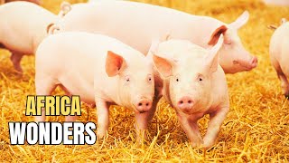 Pig Farming Project  Piggery Footage Collection  AFRICA WONDERS [upl. by Nairot323]