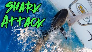 Bahamas Yellow Tail  Shark Attacks Boat  Zebco Dock Demon  Freeport [upl. by Nedi]