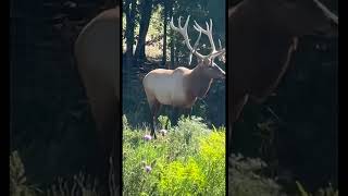 Tip toeing thru tulips  deerhunter hunting deerhunting deerhunt huntingseason [upl. by Grogan478]